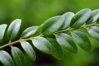 premium eucalyptus agro-industrial plantation - 1