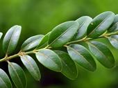 premium eucalyptus agro-industrial plantation